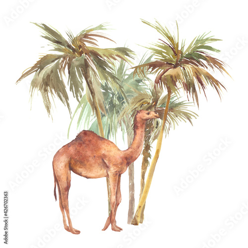 Watercolor oasis: camel and palm trees. Desert illustration isolated on white background © ldinka