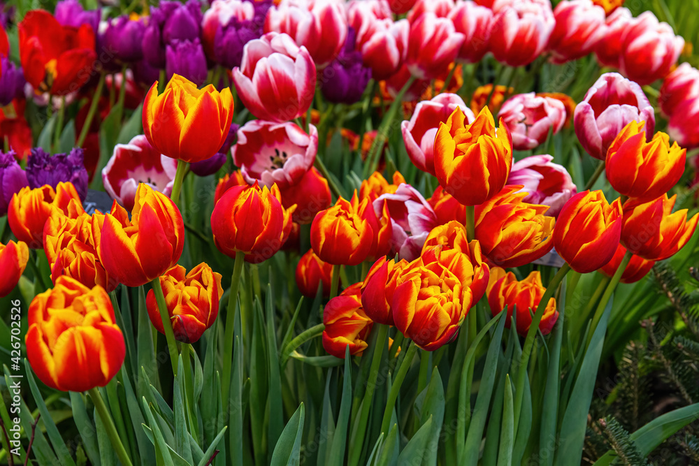 Obraz premium Many luxurious multicolored tulips on Spring exhibition in the closed greenhouse. Spring exhibition of flowers in the greenhouse of the botanical garden 