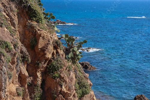 Espagne - Catalogne - Blanès - Cactus opuntia sur la falaise