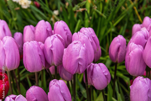 Many beautiful purple tulips at the exhibition of  flowers in the closed greenhouse of the botanical garden in early spring