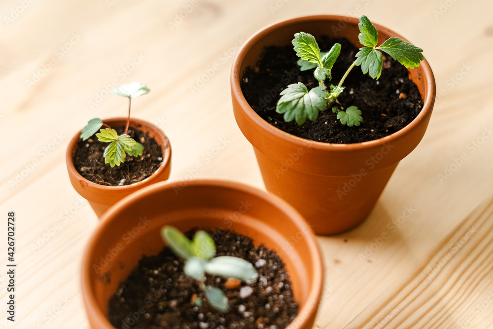 Close up of Strawberries sprout plant seeding in ceramic terracota pots on the wooden table background. Home gardening, love of houseplants. Spring time. Potted plants. Close up of Strawberries sprout plant seeding in ceramic terracota pots on the wooden table background. Home gardening, love of houseplants. Spring time. Potted plants.