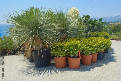Group of prepared for trendy landscaping lush oversized potted Dragon trees and Crassula ovata in plastic pots in garden centre. Ornamental trees to grow as isolated tree, pots for terraces and yards