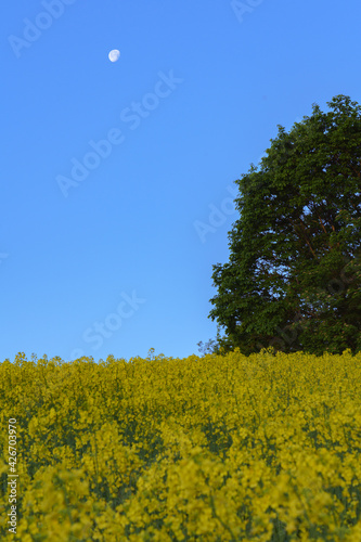 三ノ倉高原 菜の花 福島 喜多方 Stock Photo Adobe Stock 三ノ倉高原 菜の花 福島 喜多方 Stock Photo Adobe Stock