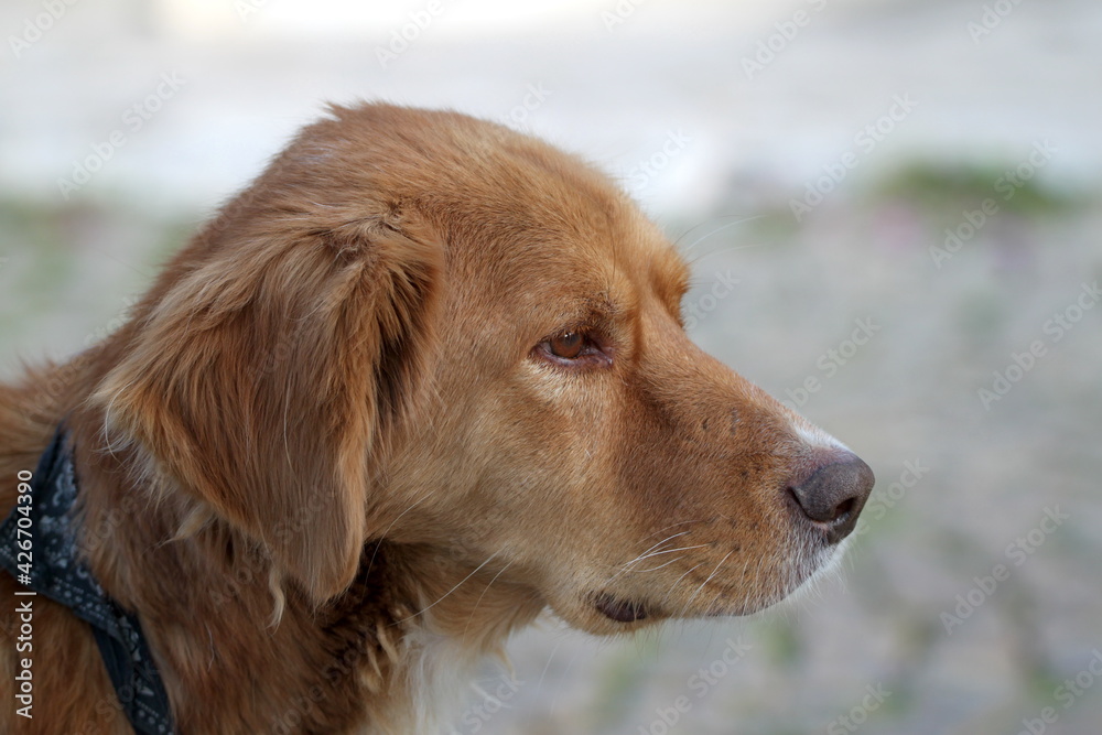 Obraz premium Homeless dog. Golden retriever dog