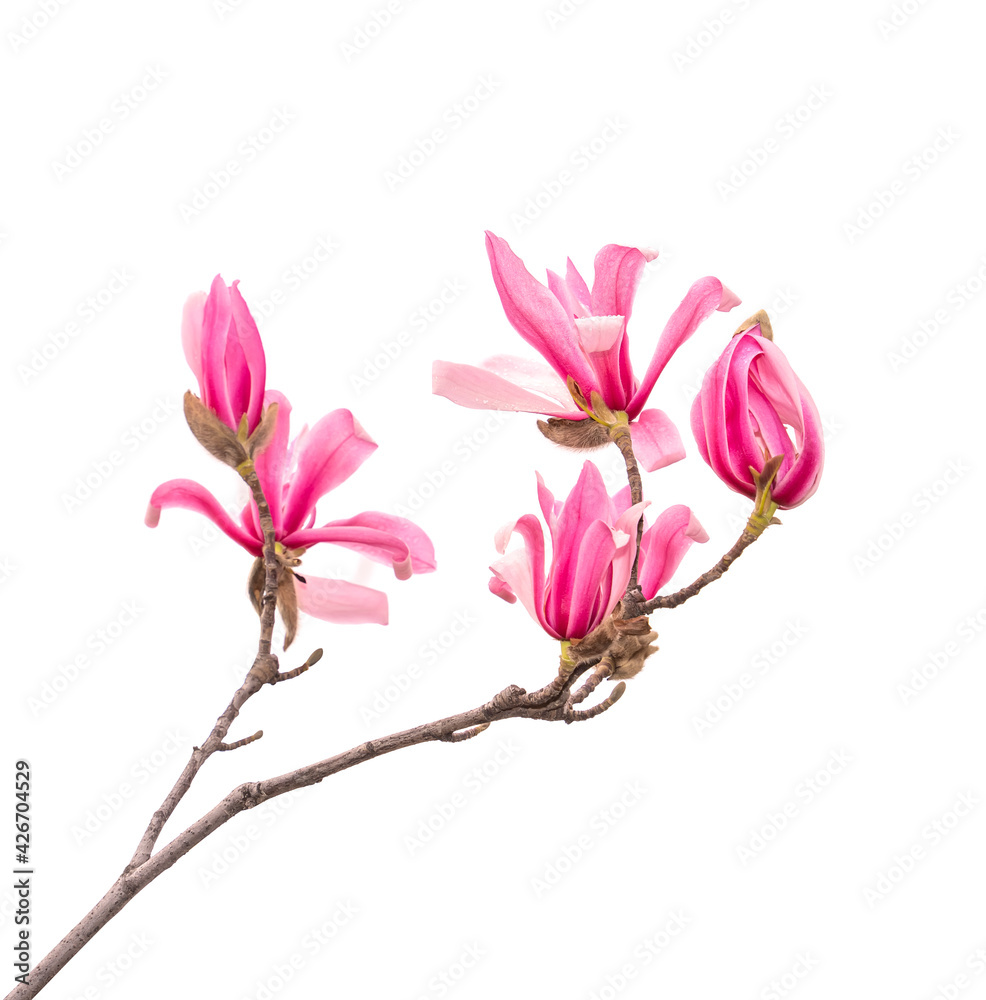 Fototapeta premium magnolia spring branch isolated on white background