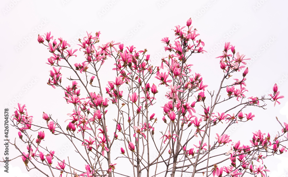 magnolia spring branch isolated on white background magnolia spring branch isolated on white background