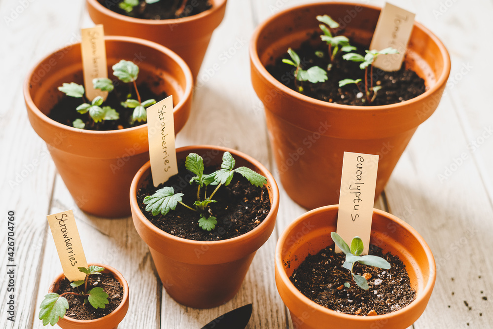 Close up of Strawberries sprout plant seeding in ceramic terracota pots on the wooden table background. Home gardening, love of houseplants. Spring time. Potted plants. Close up of Strawberries sprout plant seeding in ceramic terracota pots on the wooden table background. Home gardening, love of houseplants. Spring time. Potted plants.