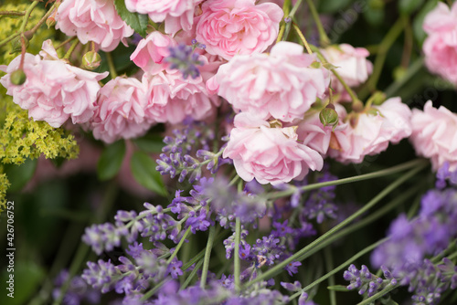 close up of pink roses and lavender in a garden