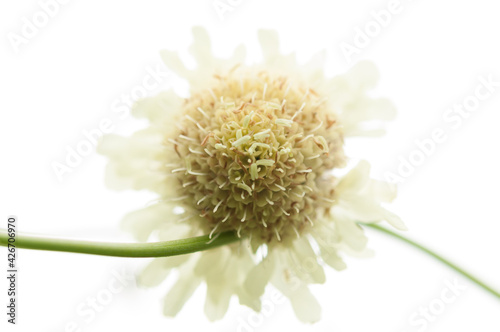 chaenactis or pincushion or dustymaiden blossom on a white background photo