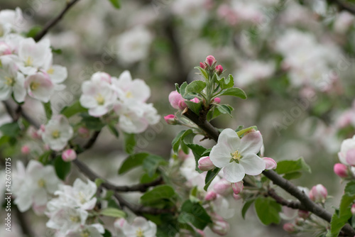 apple buds and blossoms