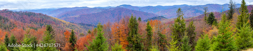 Carpathians. Panorama of the autumn beautiful forest in the Carpathian mountains.