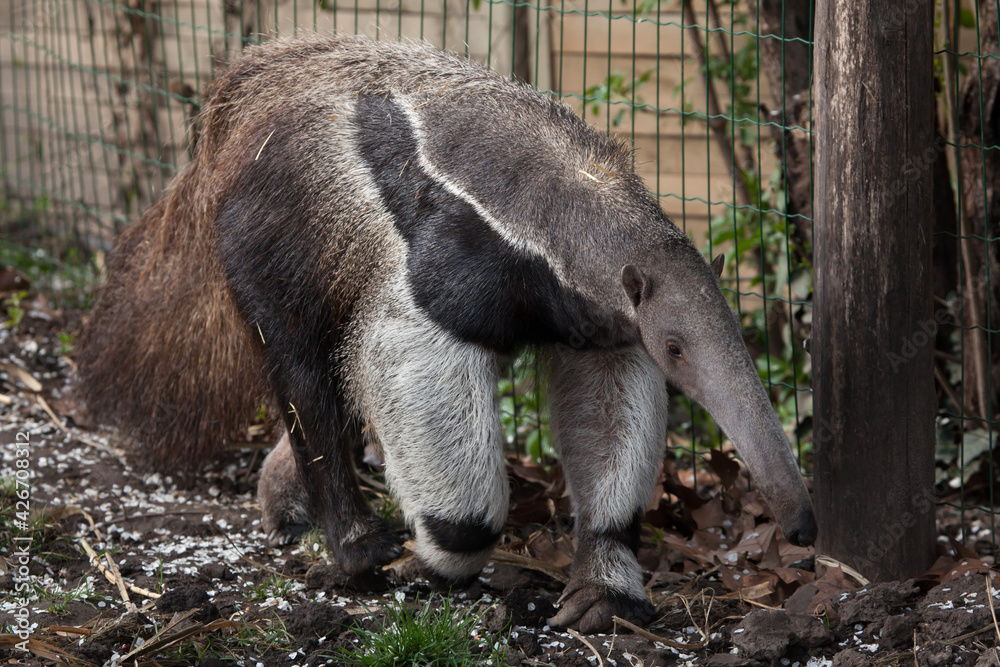 Obraz premium Giant anteater (Myrmecophaga tridactyla).