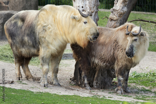 Sichuan takin (Budorcas taxicolor tibetana) photo