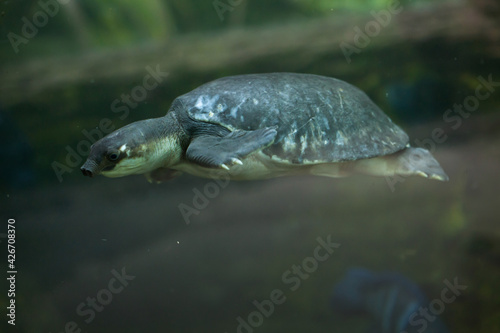 Pig-nosed turtle (Carettochelys insculpta).