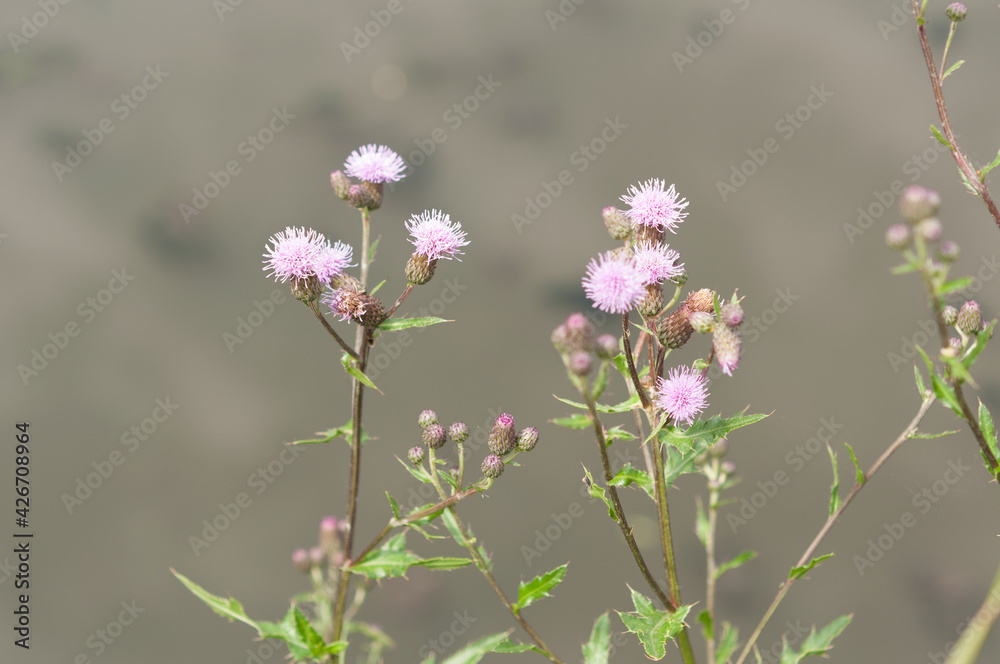 Fototapeta premium light pink thistle blossoms