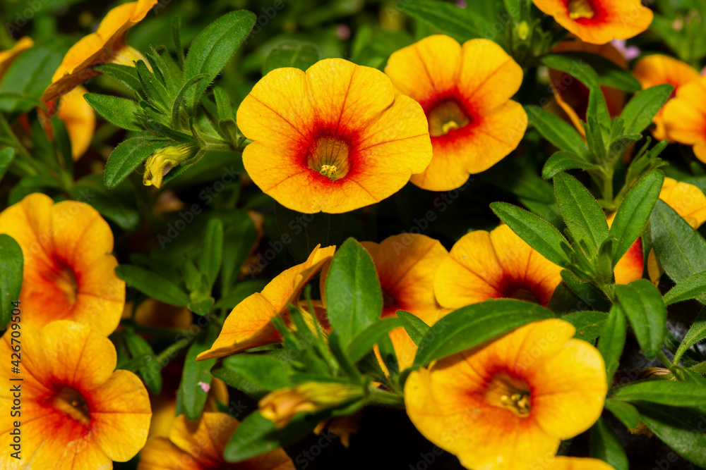 Calibrachoa sunrise orange decorative flowers. Calibrachoa sunrise orange decorative flowers.