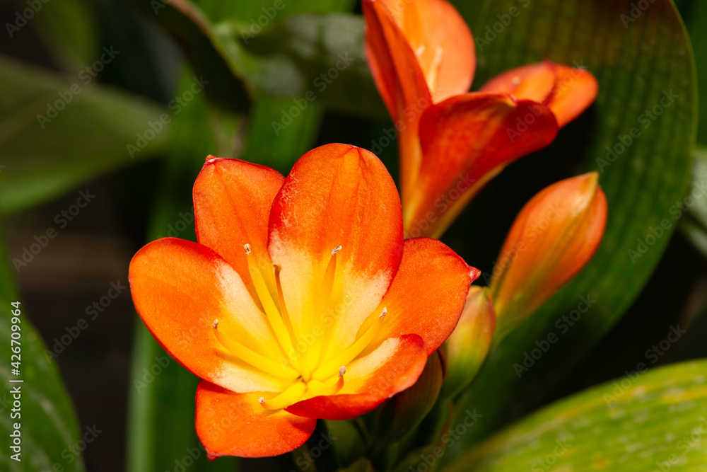Clivia miniata or showy Natal lily, closeup. Clivia miniata or showy Natal lily, closeup.