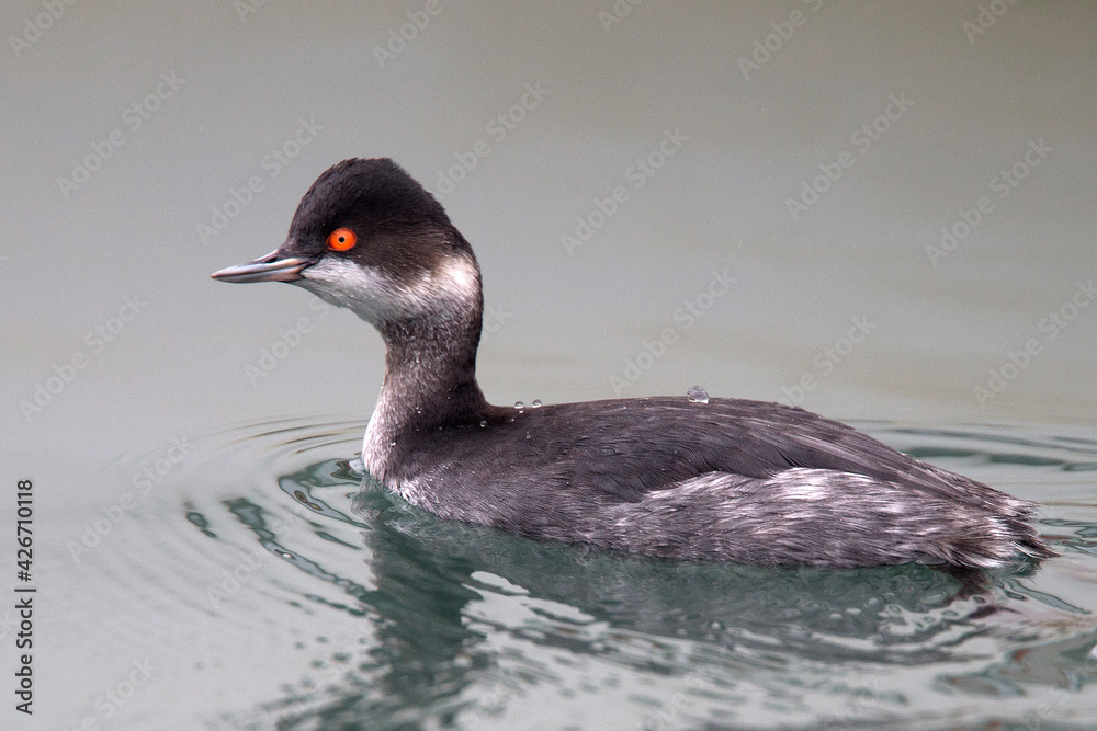 Black-necked Grebe, (Podiceps nigricollis), in winter plumage Newlyn harbour, Cornwall, UK.