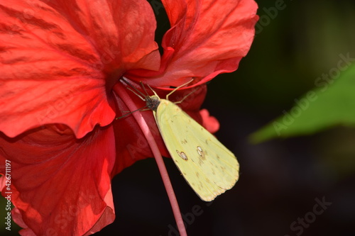 mariposa amarrillo photo