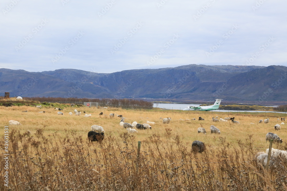 Fototapeta premium Bombardier Dash 8-103B - 409, operated by Widerøe;brønnøysund,Helgeland,Nordland county,Norway,scandinavia,Europe