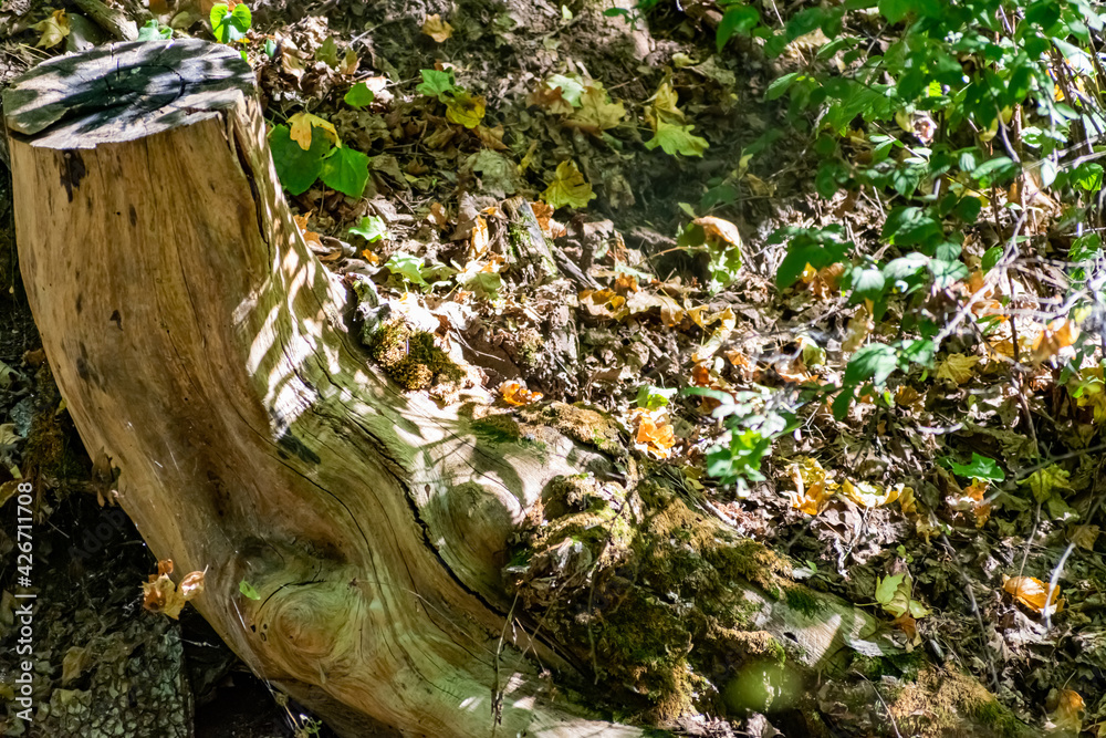 A large and old rotten tree stump, overgrown with moss due to moisture. Fancy brown driftwood of interesting shape, natural material with bark and aroma of fresh wood A large and old rotten tree stump, overgrown with moss due to moisture. Fancy brown driftwood of interesting shape, natural material with bark and aroma of fresh wood