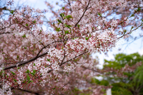 Closeup Beautiful Yoshino Cherry Blossom (Somei Yoshino Sakura) branch with bokeh in spring in Kyoto, Japan.