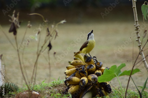 pecho amarillo photo