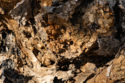 A large and old rotten tree stump, overgrown with moss due to moisture. Fancy brown driftwood of interesting shape, natural material with bark and aroma of fresh wood