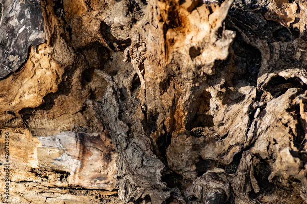 A large and old rotten tree stump, overgrown with moss due to moisture. Fancy brown driftwood of interesting shape, natural material with bark and aroma of fresh wood A large and old rotten tree stump, overgrown with moss due to moisture. Fancy brown driftwood of interesting shape, natural material with bark and aroma of fresh wood