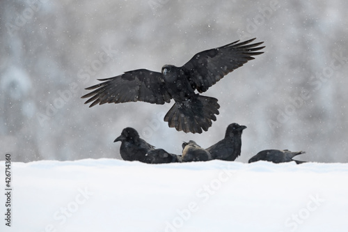 Common raven flying landing in raven group in winter snowstorm