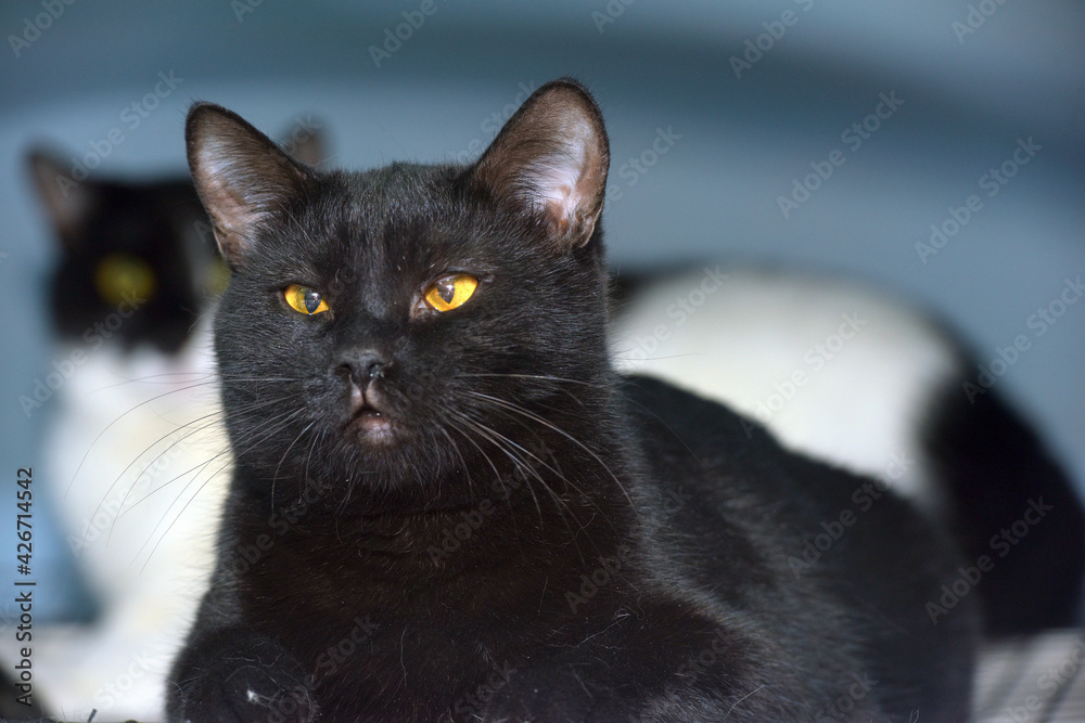 black shorthaired cat with yellow eyes