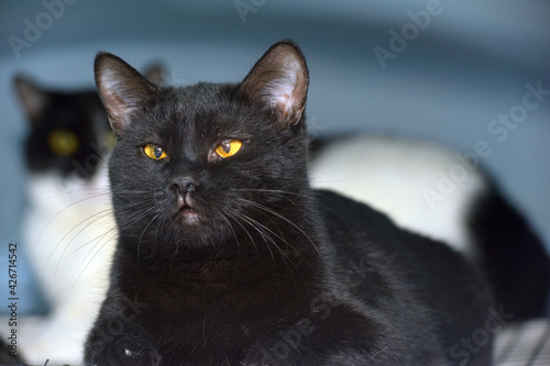 black shorthaired cat with yellow eyes