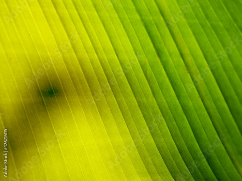Photo background of a tropical leaf