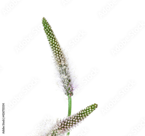 Greater Plantain, Plantago major or "Soldier's Herb" isolated on a white background.