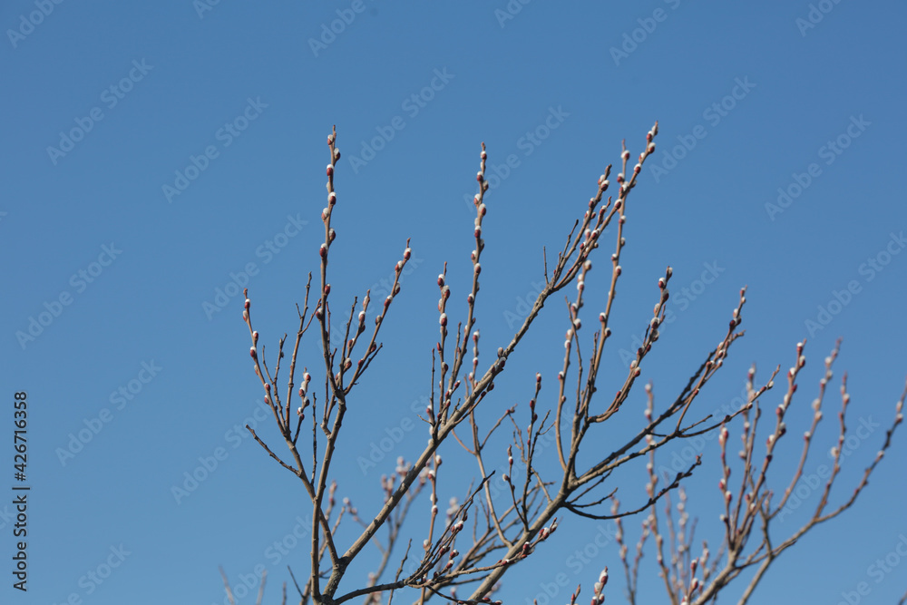 Branches with pussy willow buds against the sky.