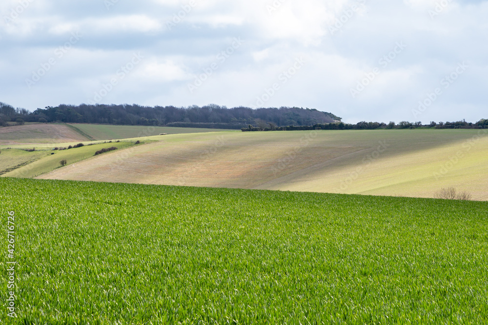 Obraz premium A Rural South Downs Landscape
