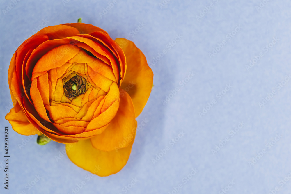 Fleur renoncule orange sur un fond bleu - Composition florale minimaliste  et espace vide Stock Photo | Adobe Stock