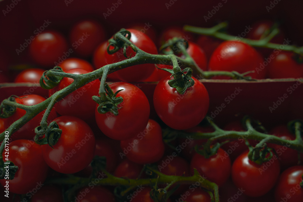Cherry tomatoes on branches, closeup view, selective focus