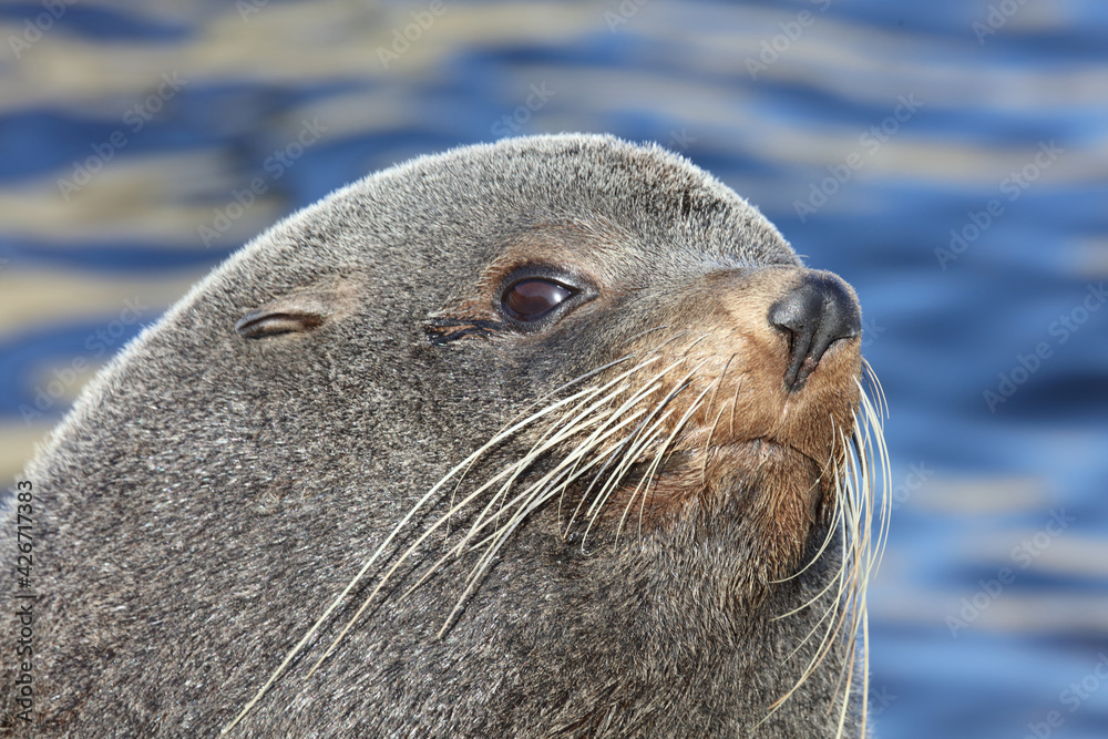 Obraz premium Neuseeländischer Seebär / New Zealand fur seal / Arctocephalus forsteri