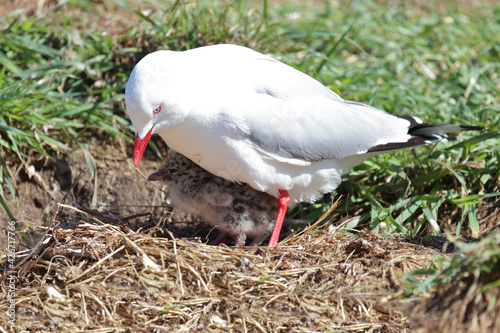 Rotschnabelmöwe / Red-billed gull / Larus scopulinus. photo