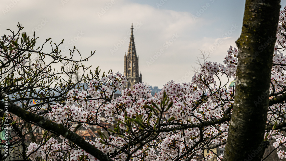 Berner Altstadt mitten in  den japanischen Kirschblüten