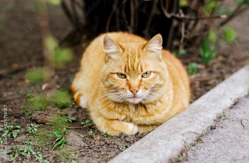 A yard ginger cat lies under a bush and looks at the camera. A pet A yard ginger cat lies under a bush and looks at the camera. A pet