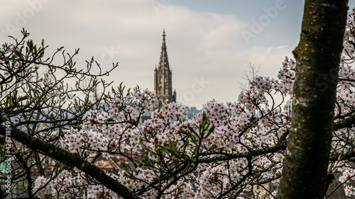 Berner Altstadt mitten in den japanischen Kirschblüten