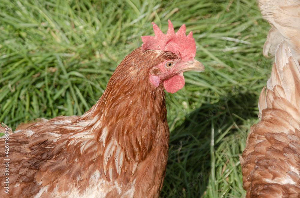 Ein Huhn auf einer Wiese Ein Huhn auf einer Wiese