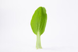 Single leaf of bok choy cabbage isolated on white background