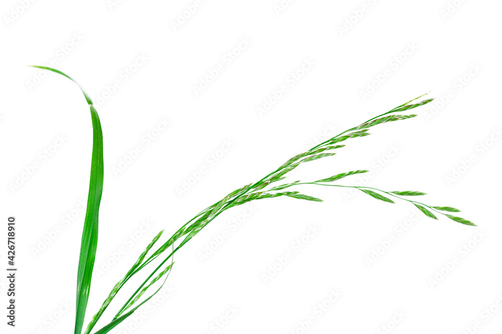 Grass stems with leaves isolated on a white background.