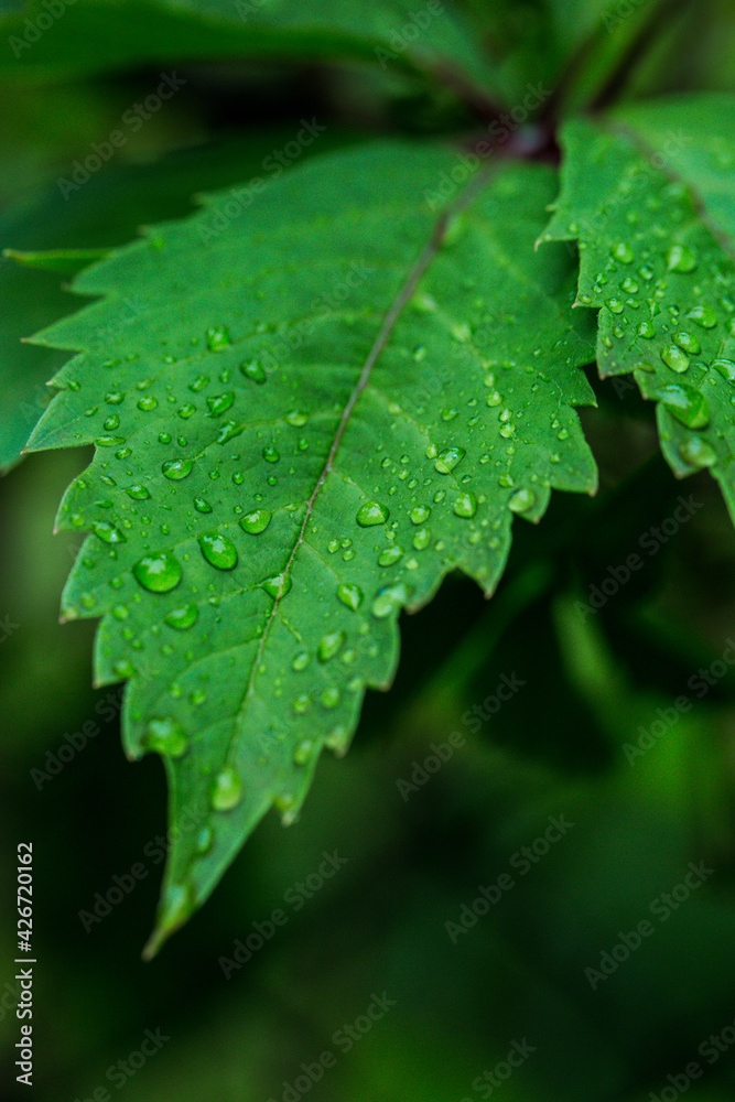 Green long leaves with water drops after summer rain. Nature background and eco concepte Green long leaves with water drops after summer rain. Nature background and eco concepte