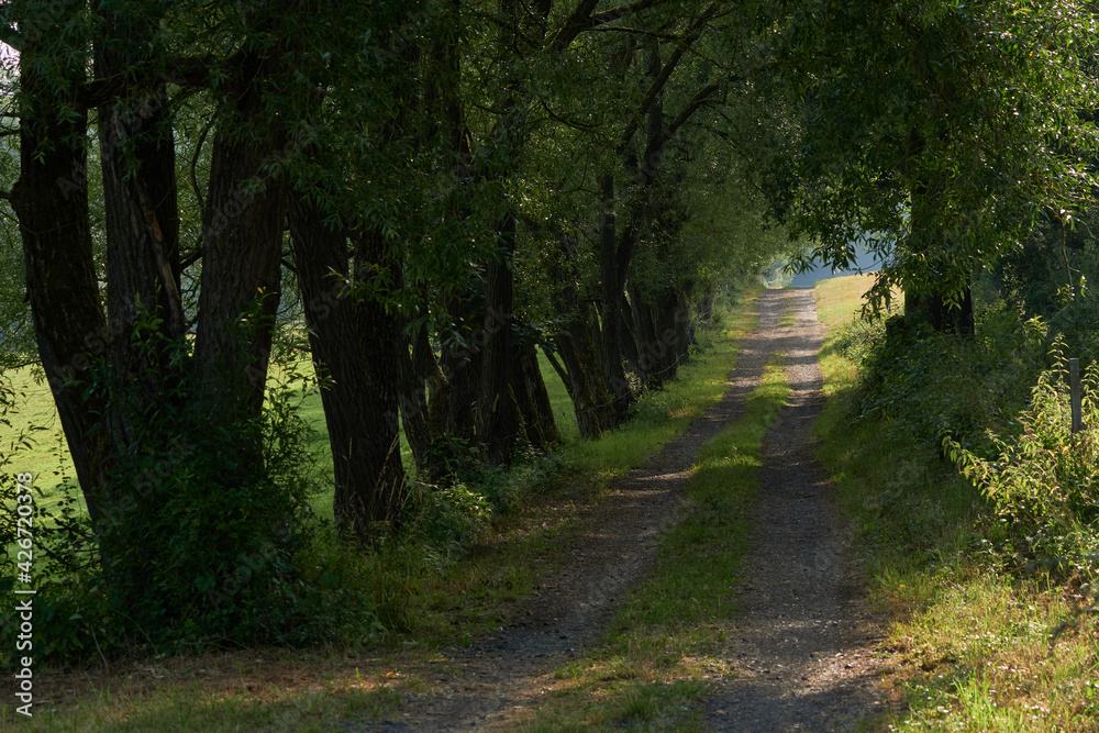 Fototapeta premium Schattiger Feldweg durch die Wiesen