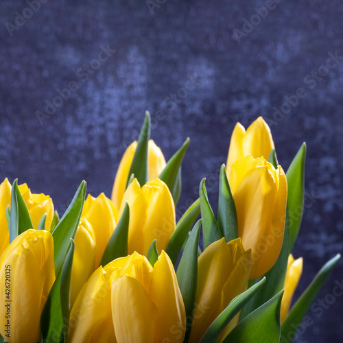 Yellow tulips on a blue background  space copy