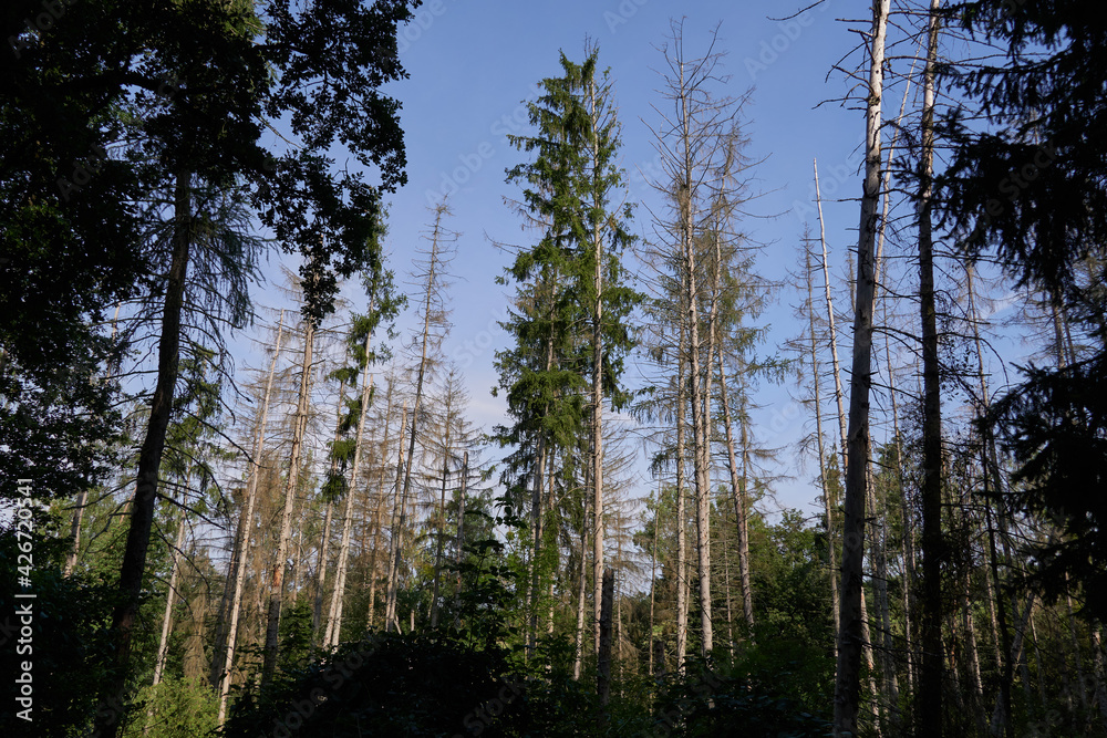 Absterbende Nadelbäume Absterbende Nadelbäume